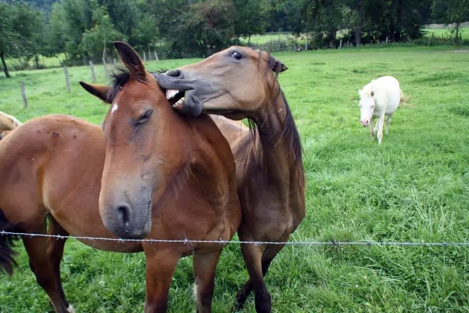 Benedetta Gallicola Trbfr 13   Belgio Bfr   Animali   Paesaggio   Pag Paese   Orizzontale
