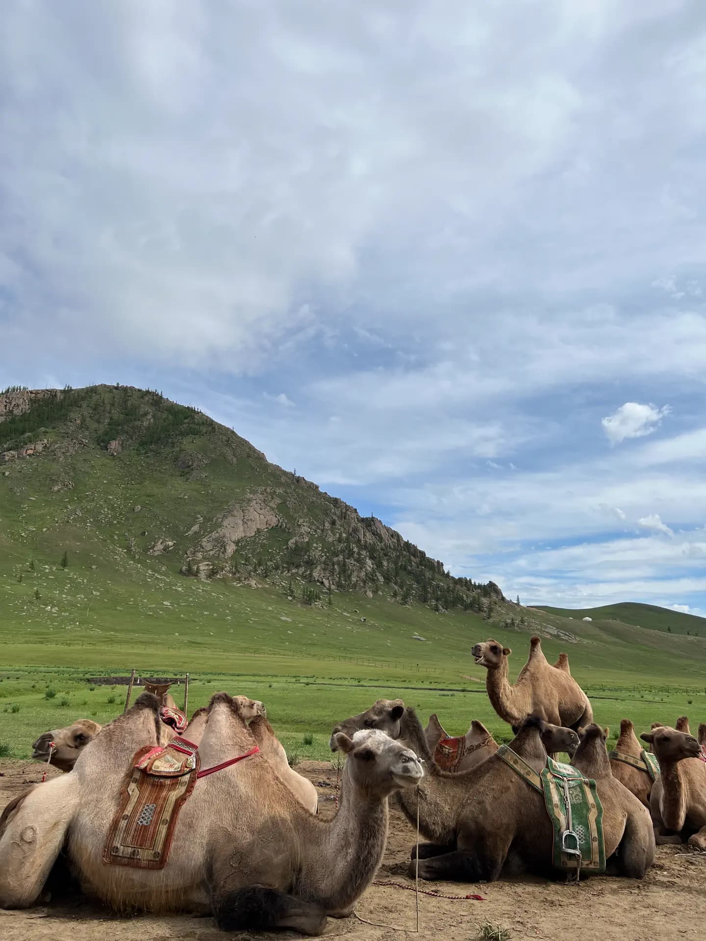 Afs IP Mongolia Paesaggio Animali Pag Paese Verticale (1)